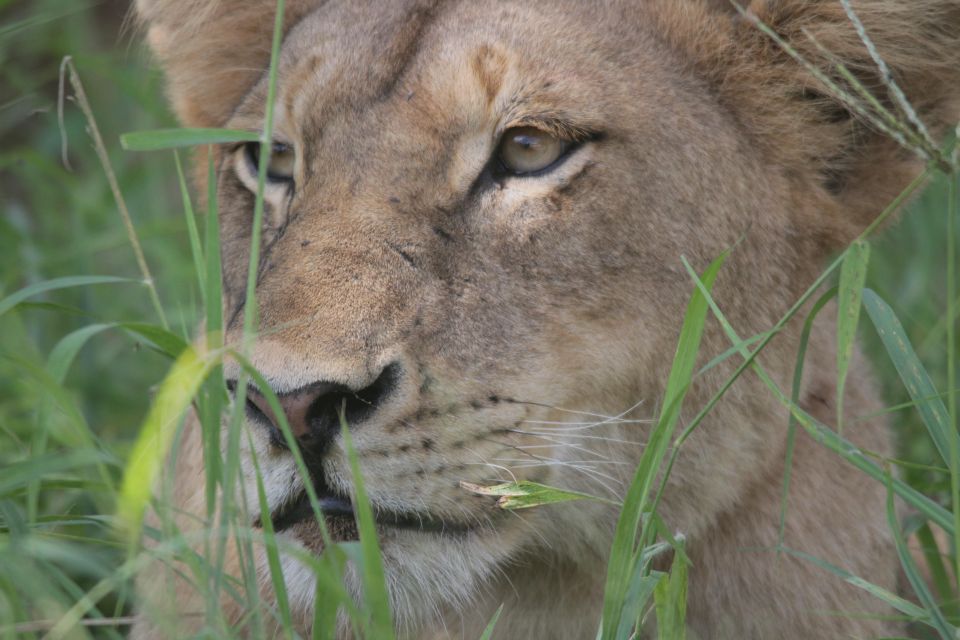 Kruger National Park Full-Day Safari - Good To Know