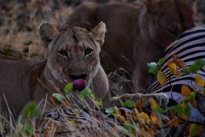 Kruger National Park Full Day Tour Minimum 2people - Tour Highlights