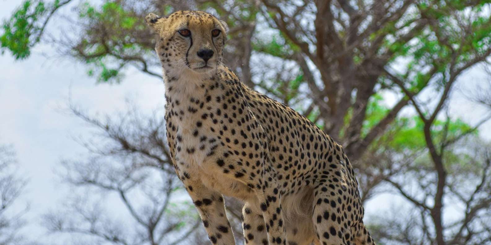 Kruger National Park Half Day - Good To Know