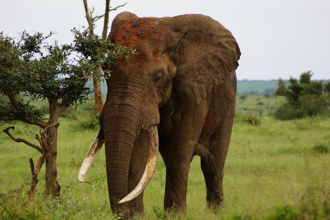Kruger Park 2-Day Safari From Maputo (Open-Backed Safari Vehicle) - Good To Know