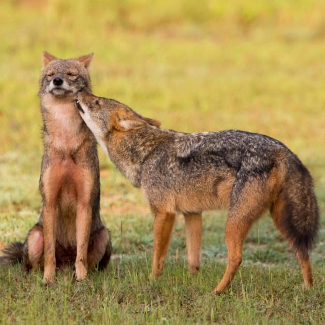 Kumana National Park: Morning Afternoon Leopard Safari (6h) - Good To Know