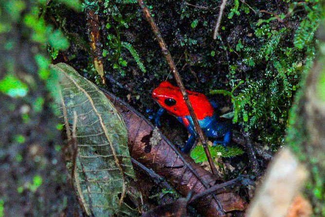 La Fortuna Waterfall Guided Hike Experience - Overview of La Fortuna Waterfall