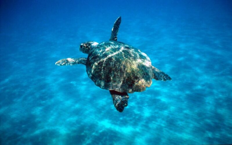 Laganas Zakynthos: Marathonissi, Keri Caves and Turtles Spot - Good To Know