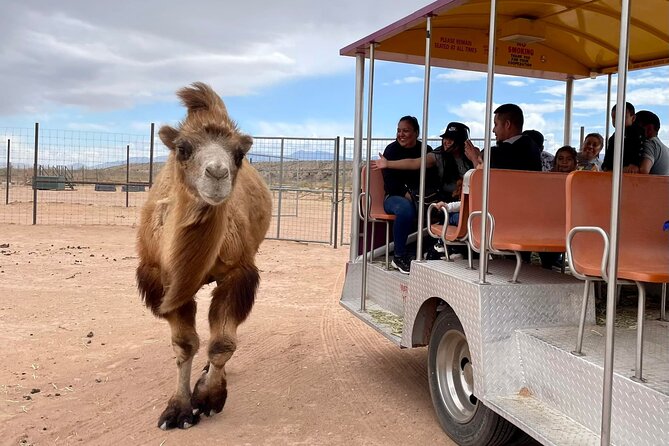 Las Vegas Safari Tram Ride and Zoo Tour at Camel Safari - Good To Know