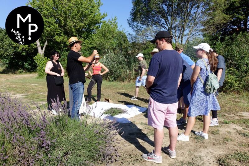 Lavender Field & Distillery Tour Between Nimes & Arles - Key Points
