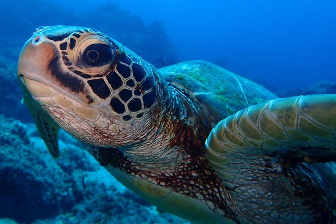 Learn to Dive in 2 Days Scuba Diver Course - Good To Know