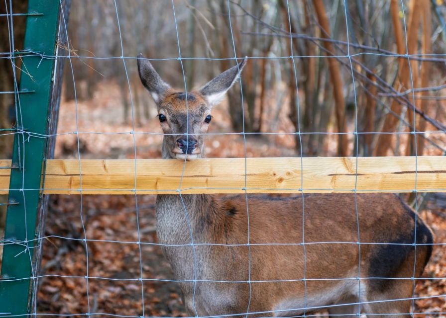 Legends&Wildlife Awaits: Draculas Castle & Bear Sanctuary - Good To Know