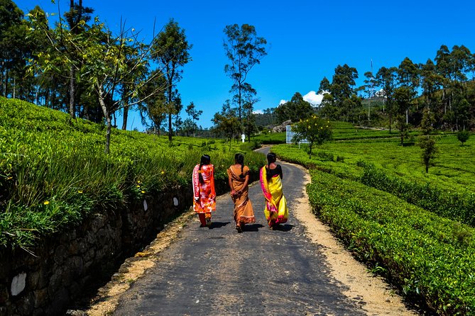 Liptons Seat and Tea Factory,Trail Amidst Tea Plantation Day Tour - Good To Know