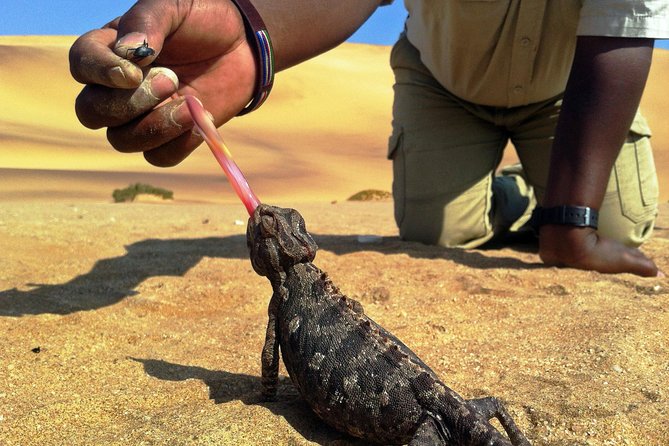 Living Dunes Experience From Swakopmund - Good To Know