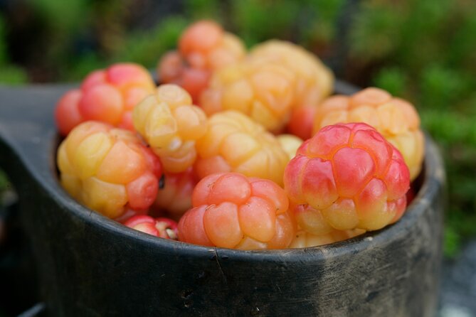 Living off the Land, Foraging Tour in Rovaniemi - Key Points