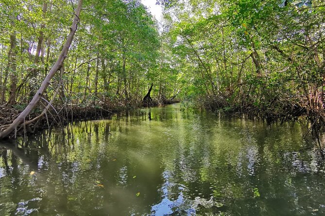 Local Sightseeing & Mangrove Tour - About Your Stay