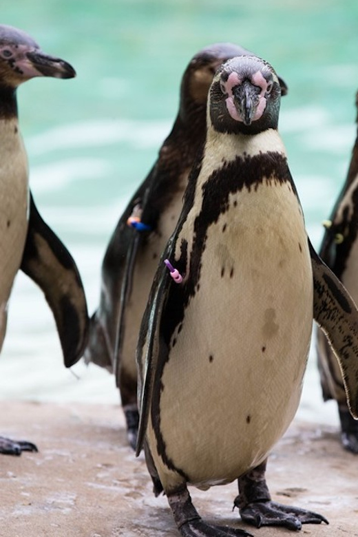 London Zoo: Entry Ticket - Good To Know