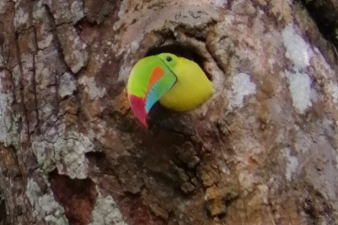 Looking for Toucans - About Your Stay