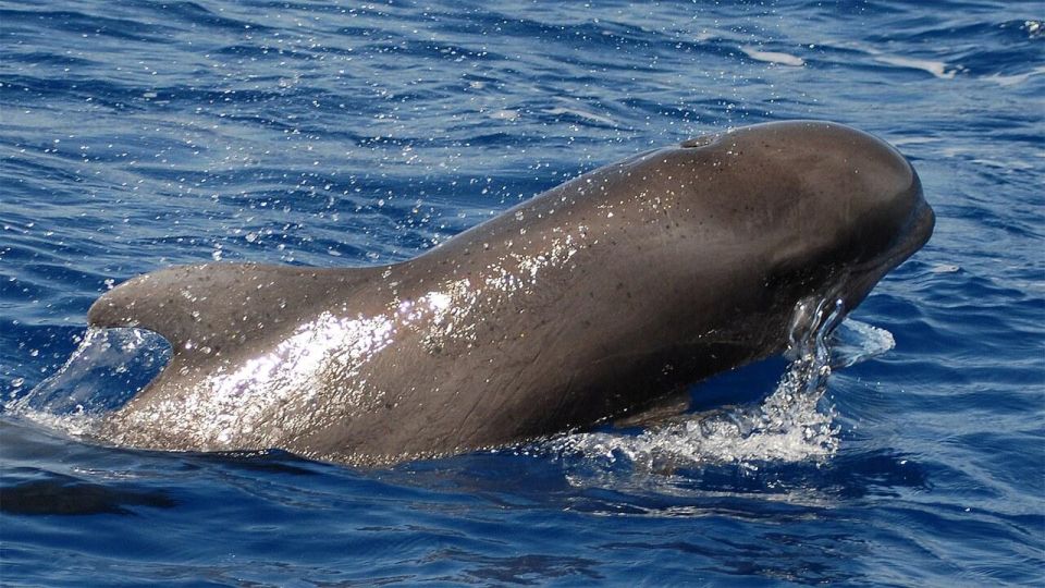 Los Cristianos: Eco-Yacht Whale Watching Cruise With Swim - Good To Know