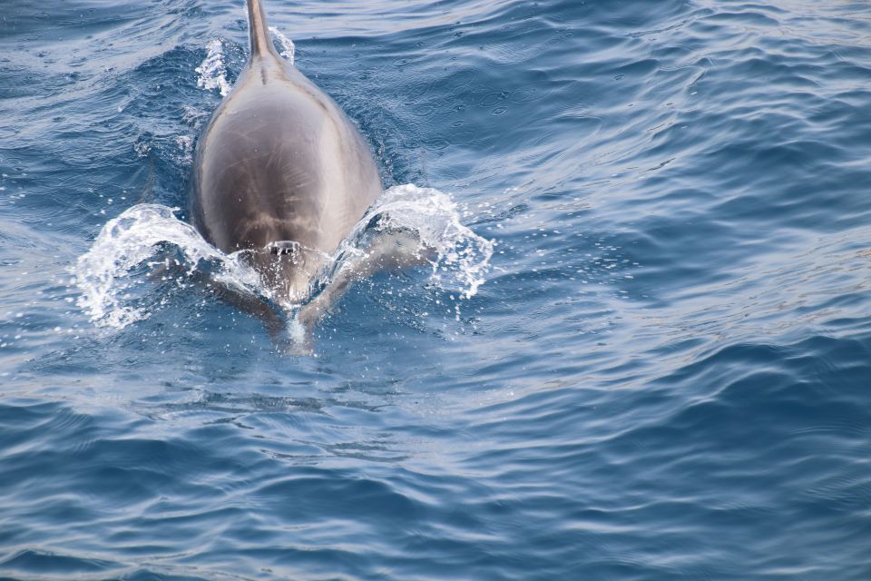 Los Cristianos: Whale-Watching Tour With Swimming Stop - Good To Know