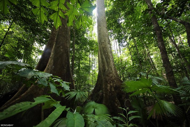 Los Haitises National Park Tour From Las Terrenas or Samana (Half Day Trip) - Good To Know