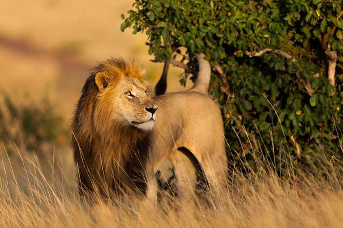 Maasai Mara 3 Day Guided Tour - Good To Know