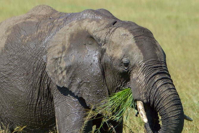 Maasai Mara National Reserve 3-Day Safari - Good To Know