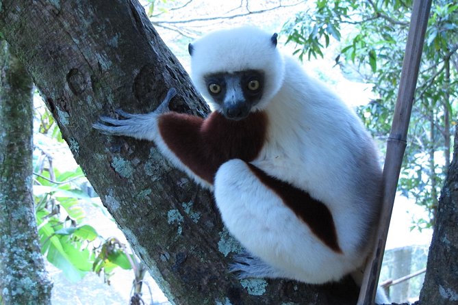 Madagascar 7 Days Baobabs and Lemurs Tour - Good To Know