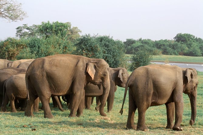 Maduru Oya National Park Private Safari - Good To Know