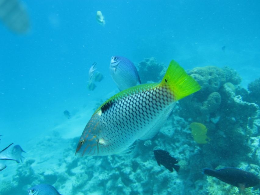 Makadi Bay: Snorkelling and Diving Island Trip
