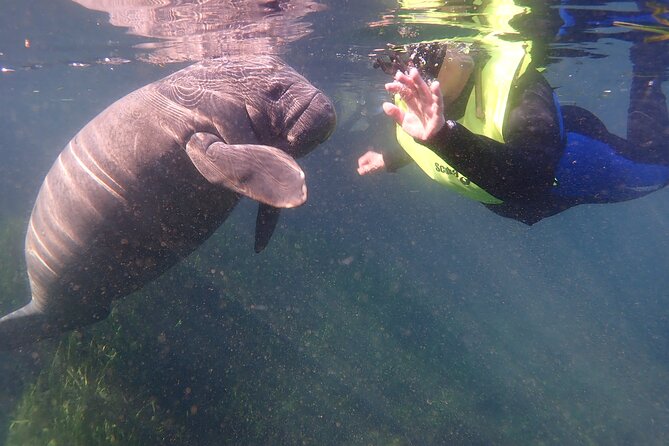 Manatees and Rainbow River by SCUBA or Snorkel - Good To Know