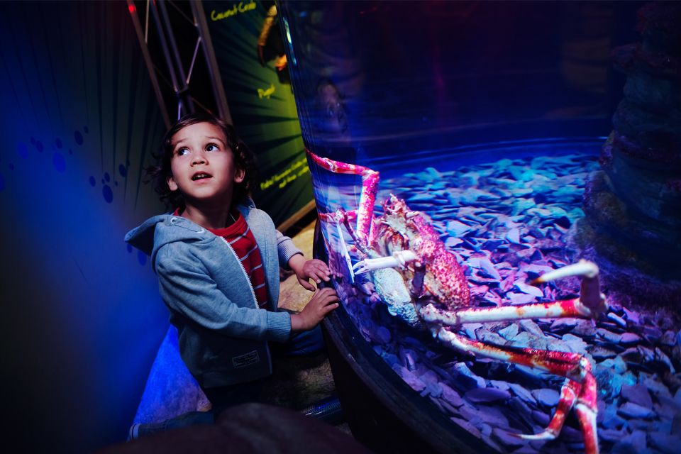 Manchester: SEA LIFE Entrance Ticket - Experience Highlights