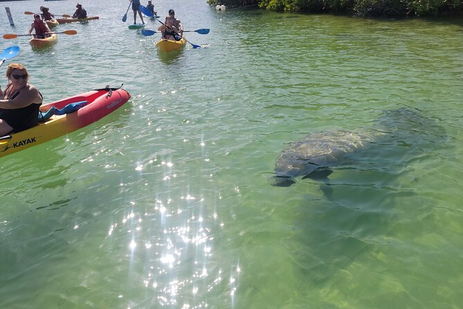 Mangrove Jungle Exploration on SUP/Kayak - Good To Know