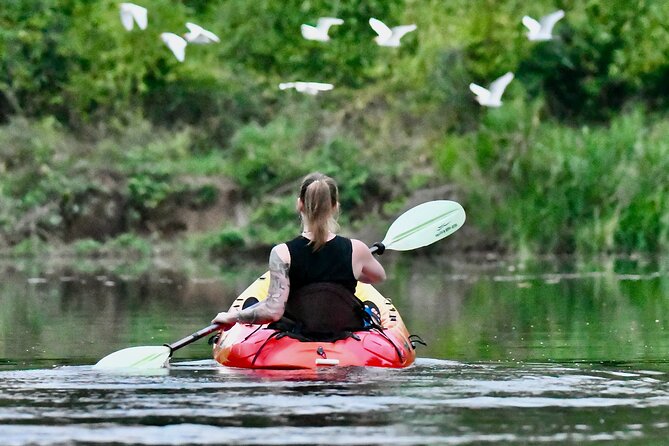 Mangrove Kayak - Good To Know