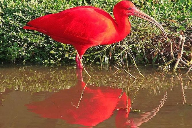 Mangrove Tour by Boat - (Birdwatching) Fauna and Flora - Half Day - About Your Stay