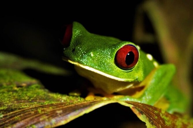 Manuel Antonio Jungle Night Tour - Good To Know