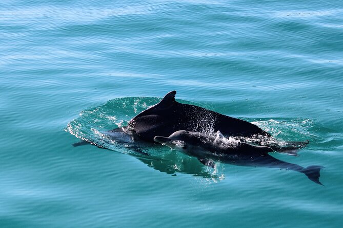 Marine Big 5 Safari From Cape Town - Overview of the Marine Big 5