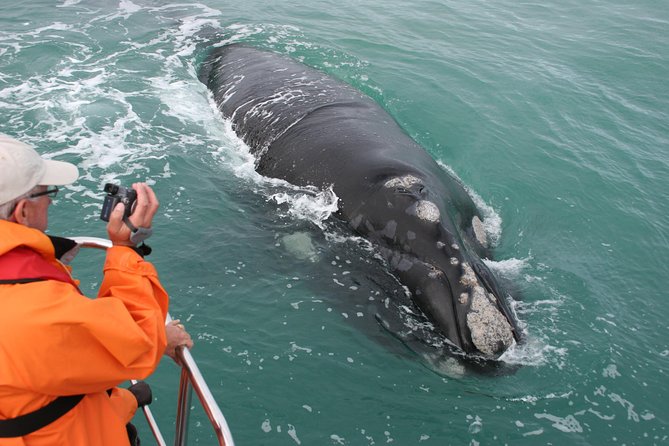 Marine Big 5 Safari With Transport From Hermanus - Good To Know