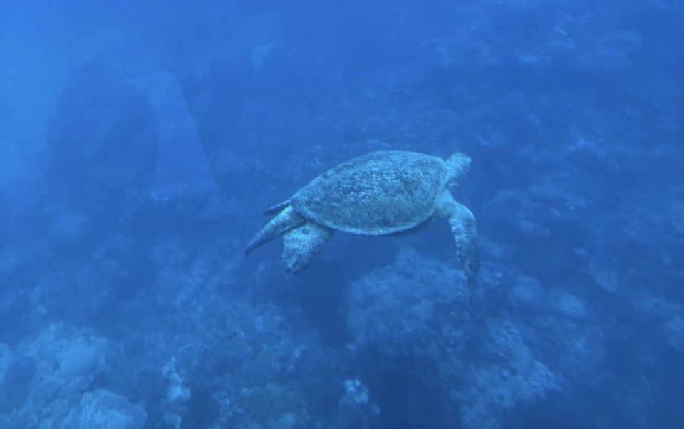 Marsa Alam: Elite Vip Turtle Bay Snorkeling With BBQ Lunch - Good To Know