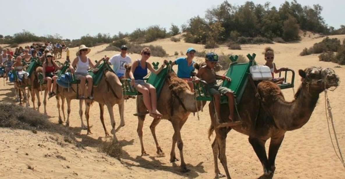 Maspalomas: Guided Camel Ride in the Maspalomas Sand Dunes - Good To Know