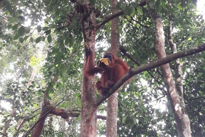 Medan - Bukit Lawang Fullday Tour - Good To Know