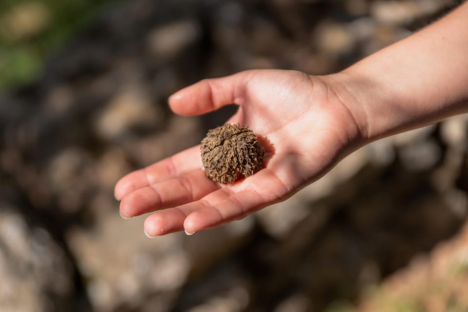 Meet the Trees in Cyclades Hiking Tour (Private Experience) - Good To Know