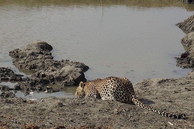 Mikumi National Park in a Day - a Day Tour From Morogoro - Good To Know