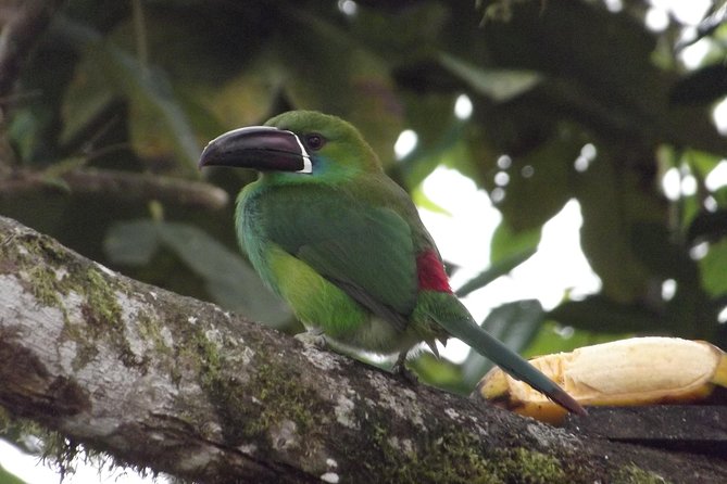 Mindo Cloud Forest (Private Day Trip From Quito) - Good To Know