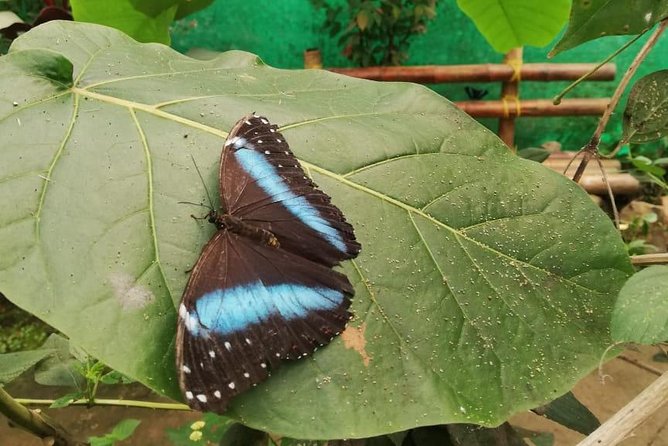 Mindo Cloud Forest - Private Tour From Quito - Nature, Waterfalls and Chocolate - Tour Overview