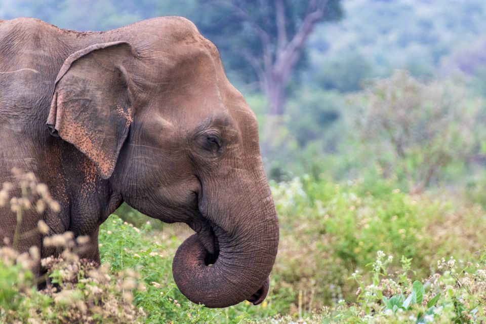 Minneriya Elephant Gathering Spectacle - Good To Know