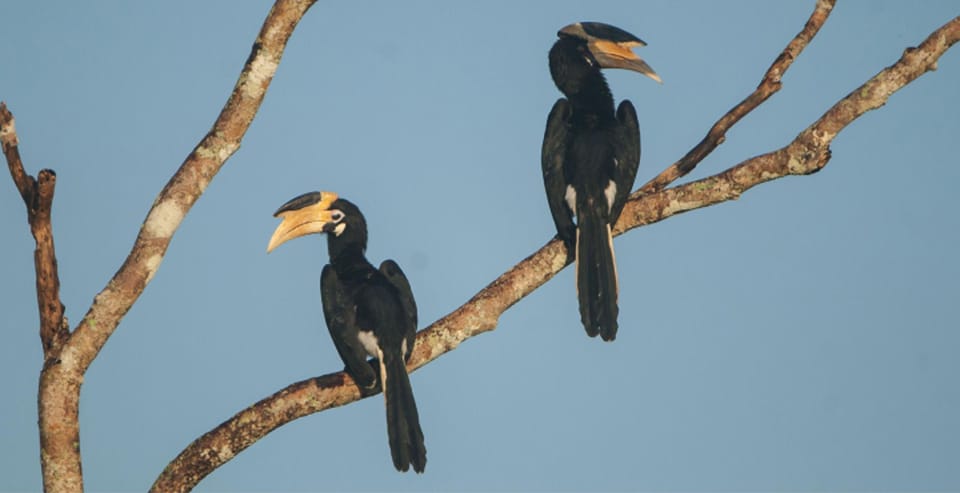 Minneriya: Jeep Safari From Trincomalee - Good To Know