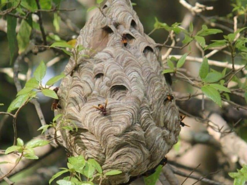 Minneriya: Minneriya National Park Private Wildlife Tour - Good To Know