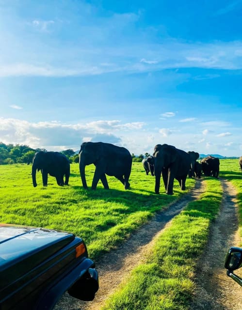 Minneriya National Park Private Safari Tour - Good To Know