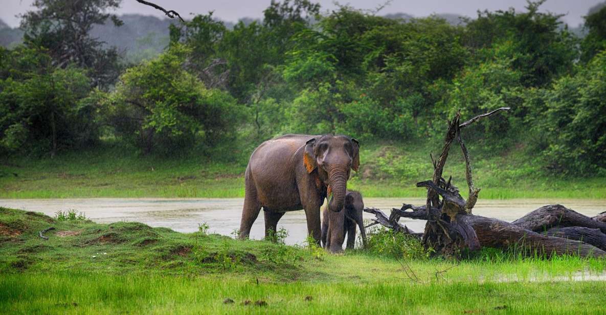 Minneriya National Park Safari by a 4x4 - Good To Know