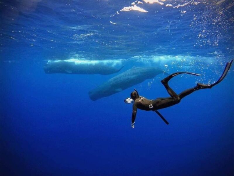 Mirissa: Snorkelling With Whales and Marine Life - Good To Know
