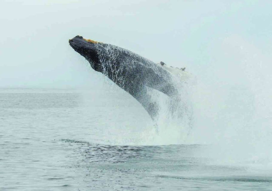 Mirissa: Whale Watching Tour - Good To Know