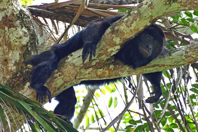 Monkey River Tour (With Transportation From Hopkins) - About Your Stay