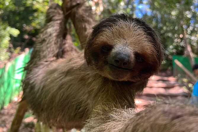 Monkeys and Sloths in Their Natural Habitat Roatan Eco Tour - Good To Know