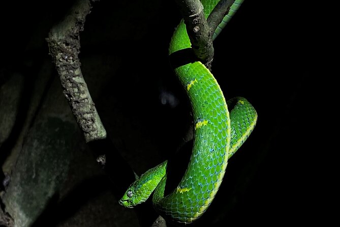 Monteverde Tropical Forest Night Tour - Good To Know